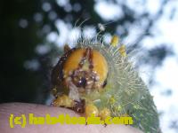 /home//u458753944/public_html/sourcegallery//Insects and small critters/butterflies and moths (Lepidoptera)/P1100283.JPG